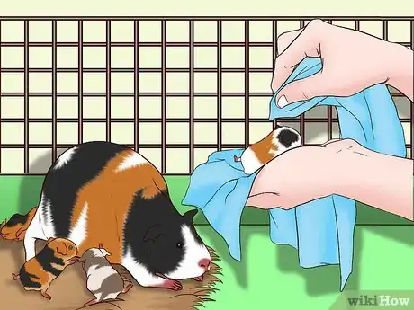 Imagen titulada Care for a Pregnant Guinea Pig Step 30