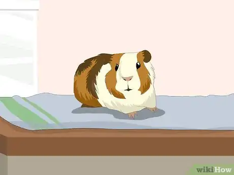 Imagen titulada Determine the Sex of a Guinea Pig Step 3