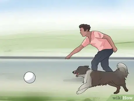 Imagen titulada Train Border Collies Step 14