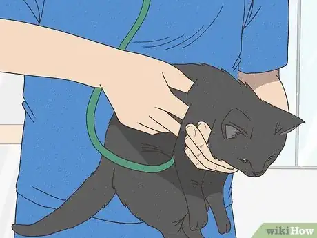 Imagen titulada Help a Cat with Epileptic Seizures Step 12