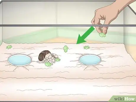 Imagen titulada Play With Your Hermit Crab Step 4