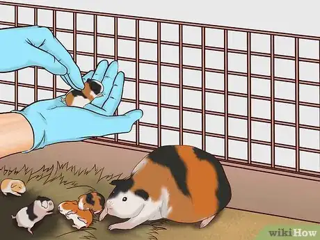 Imagen titulada Care for a Pregnant Guinea Pig Step 31