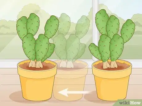 Imagen titulada Get Rid of Cactus Bugs Step 10