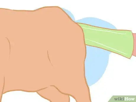 Imagen titulada Collect Semen from a Bull for a Breeding Soundness Exam Step 5
