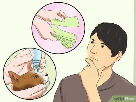 Imagen titulada Treat Conjunctivitis in Cats Step 6
