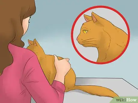Imagen titulada Become a Breeder Step 10