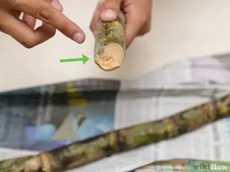 Imagen titulada Eat a Sugar Cane Step 3