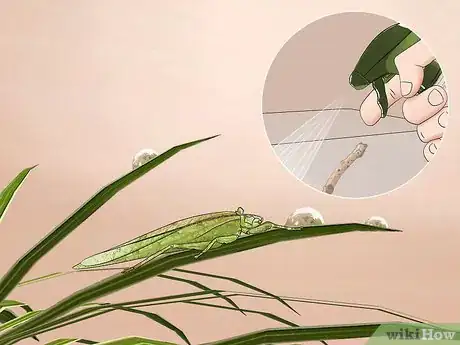 Imagen titulada Take Care of a Katydid Insect Step 8