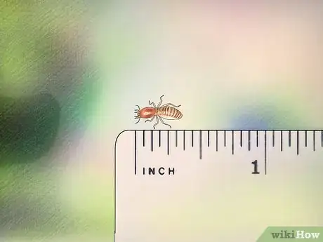 Imagen titulada Identify a Termite Step 5