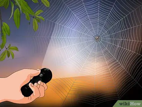 Imagen titulada Identify a Barn Spider Step 13