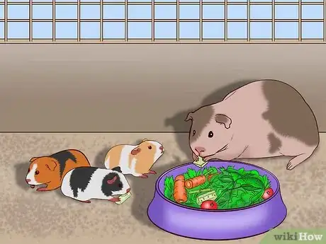 Imagen titulada Care for a Pregnant Guinea Pig Step 40