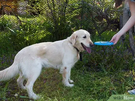 Imagen titulada Teach a Dog How to Catch a Frisbee Step 7