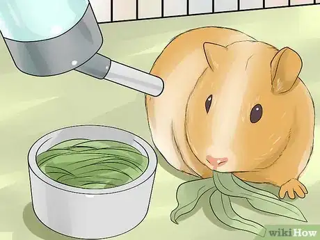 Imagen titulada Breed Standard Guinea Pigs Step 12