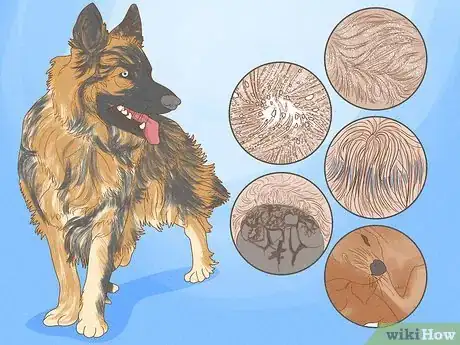 Imagen titulada Alleviate Dry Skin in Dogs Step 1