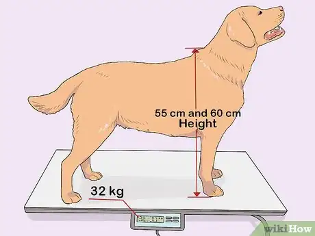 Imagen titulada Breed Labradors Step 7