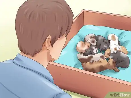 Imagen titulada Pick a Puppy from a Litter Step 5