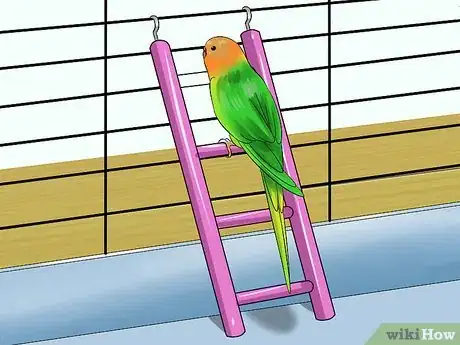 Imagen titulada Train Your Budgie Step 7