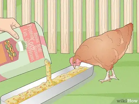 Imagen titulada Prevent Diseases in Chickens Step 4