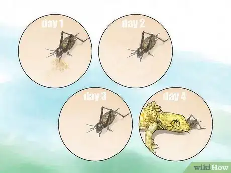 Imagen titulada Care for Live Crickets for Reptiles Step 7