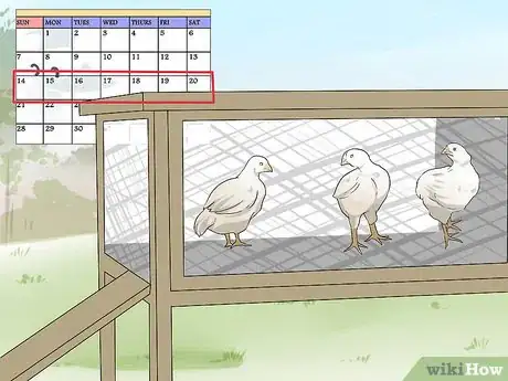 Imagen titulada Train Chickens to Return to Their Coop Step 13