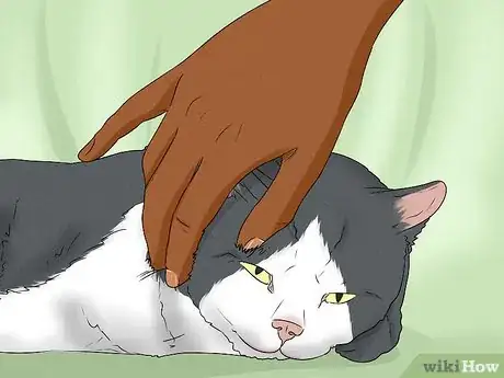 Imagen titulada Give Your Cat a Massage Step 11