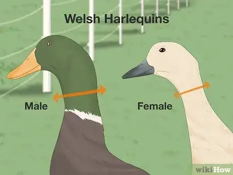 Imagen titulada Tell the Difference Between Male and Female Ducks Step 3