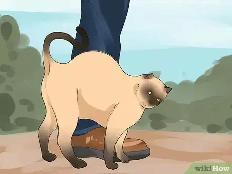 Imagen titulada Tell if Your Cat Is in Heat Step 3