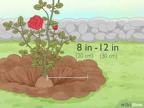 Imagen titulada Revive Roses Step 12