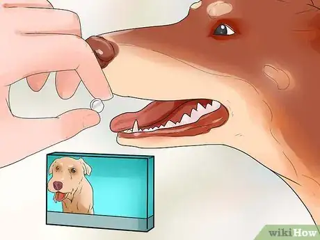 Imagen titulada Keep Fleas Off Dogs Step 4