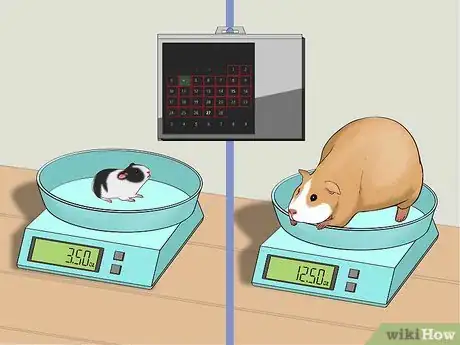 Imagen titulada Care for a Pregnant Guinea Pig Step 36