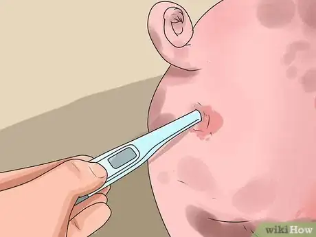 Imagen titulada Care for a Pig With Pneumonia Step 2