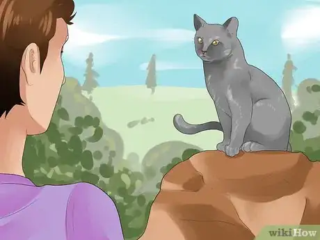 Imagen titulada Tell if Your Cat Is in Heat Step 1