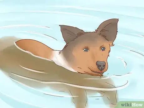 Imagen titulada Care for a Border Collie Step 3