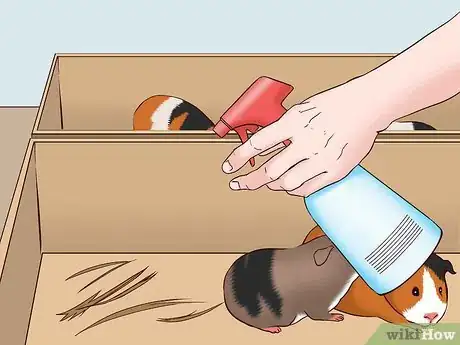 Imagen titulada Care for a Pregnant Guinea Pig Step 15