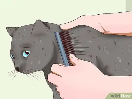 Imagen titulada Clean Your Cat When He Can't Do It Himself Step 8