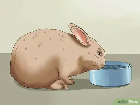 Imagen titulada Feed a House Rabbit Step 10