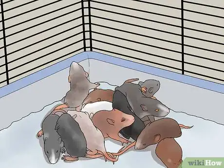 Imagen titulada Breed Rats Step 2