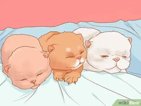Imagen titulada Pick Up a Kitten Step 6