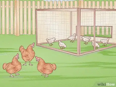 Imagen titulada Prevent Diseases in Chickens Step 7