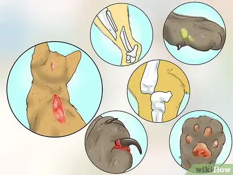 Imagen titulada Treat a Limping Cat Step 12