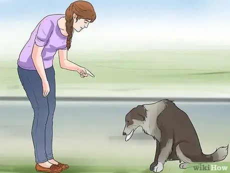 Imagen titulada Train Border Collies Step 13