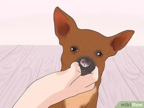 Imagen titulada Treat Anemia in Dogs Step 4