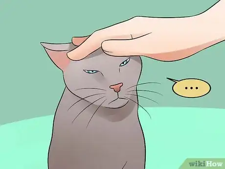 Imagen titulada Help Your Depressed Cat Step 3