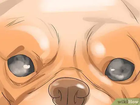 Imagen titulada Treat Eye Problems in Pugs Step 12
