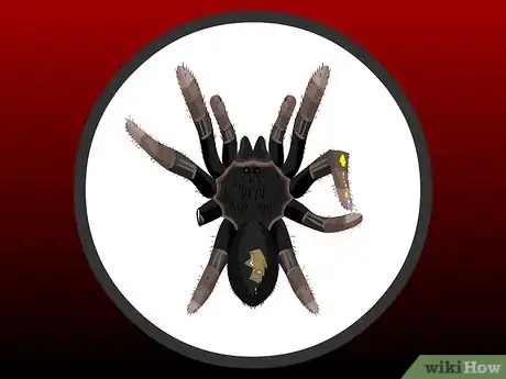 Imagen titulada Pick a Pet Tarantula Step 6