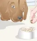 matar los huevos de las pulgas