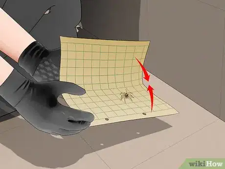 Imagen titulada Set Spider Traps Step 7