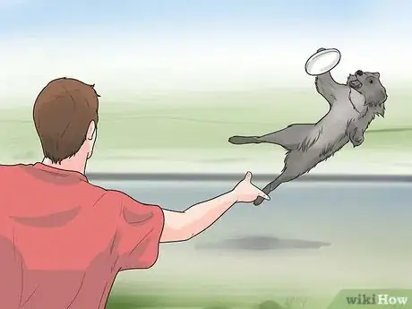 Imagen titulada Train Border Collies Step 10