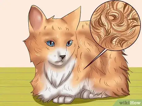 Imagen titulada Clean Your Cat When He Can't Do It Himself Step 9