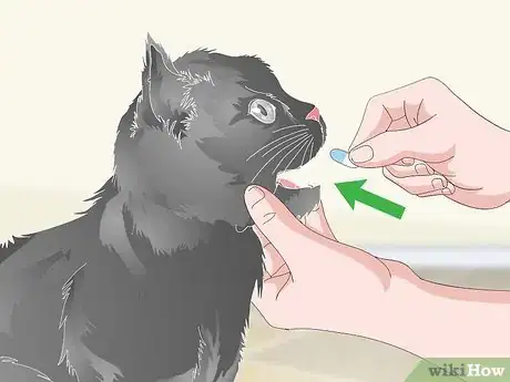 Imagen titulada Help a Vomiting Cat Step 13